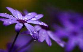 Цинерария, фиолетовые цветы, лепестки, капли воды HD обои