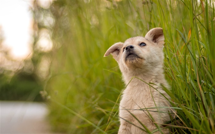 Милый щенок, трава обои,s изображение