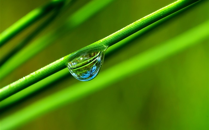 Роса, трава, зеленый, макро фотография обои,s изображение