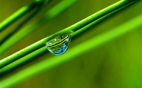 Роса, трава, зеленый, макро фотография