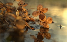 Сухие листья, лужа, отражение воды, боке