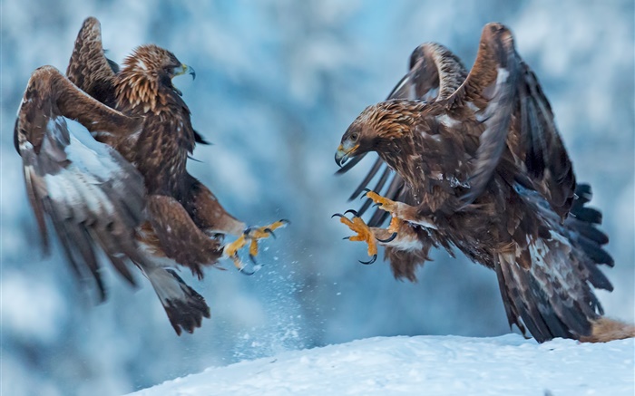 Орел, две птицы, снег, зима обои,s изображение