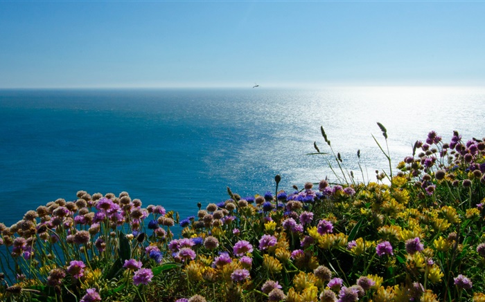 Англия Ирландский, море, цветы Puffin обои,s изображение