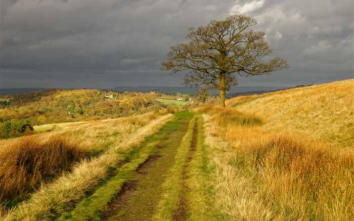 Англия природа пейзаж, трава, дорога, дерево, облака, осень обои,s изображение