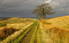 Англия природа пейзаж, трава, дорога, дерево, облака, осень HD обои