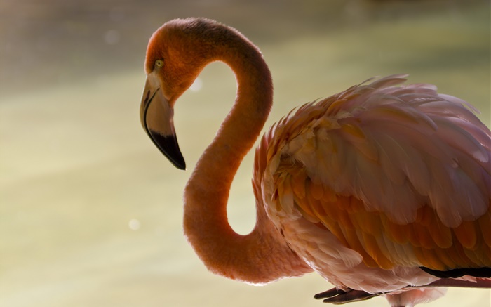 Фламинго крупным планом, птица, шея, перья обои,s изображение