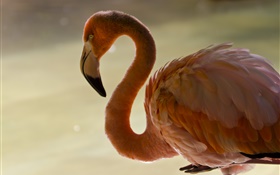 Фламинго крупным планом, птица, шея, перья HD обои