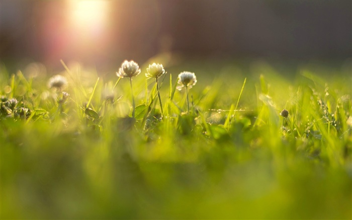 Цветы, трава, луг, солнечные лучи, боке обои,s изображение
