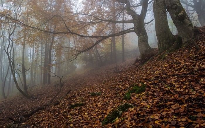 Лес, природа, туман, рассвет, осень обои,s изображение