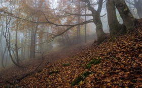 Лес, природа, туман, рассвет, осень