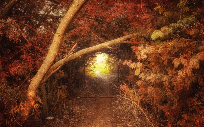 Лес, путь, дыра, осень, природа пейзаж обои,s изображение