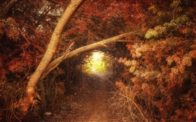 Лес, путь, дыра, осень, природа пейзаж HD обои
