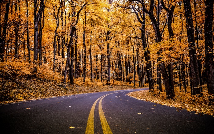 Лес, дорога, желтые листья, деревья, осень обои,s изображение