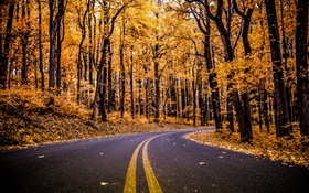 Лес, дорога, желтые листья, деревья, осень HD обои