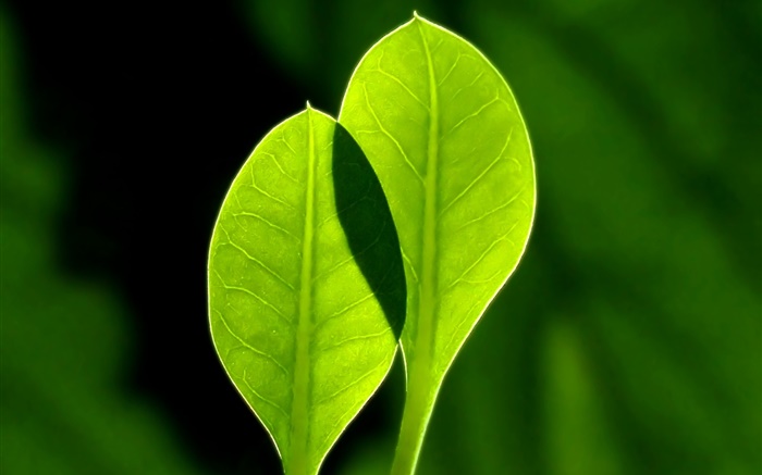 Свежие зеленые листья, черный фон обои,s изображение