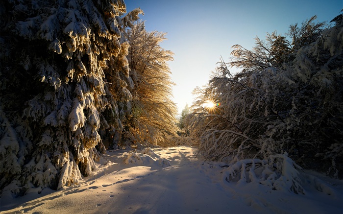 Германия, Hesse, зима, снег, деревья, солнечные лучи обои,s изображение