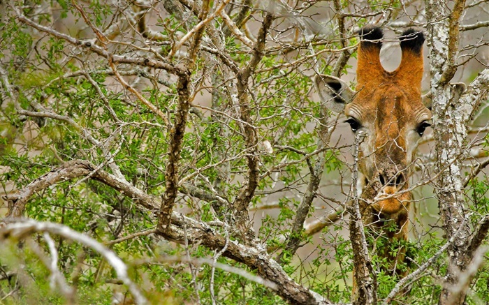 Жираф спрятаны в лесу обои,s изображение