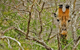 Жираф спрятаны в лесу HD обои