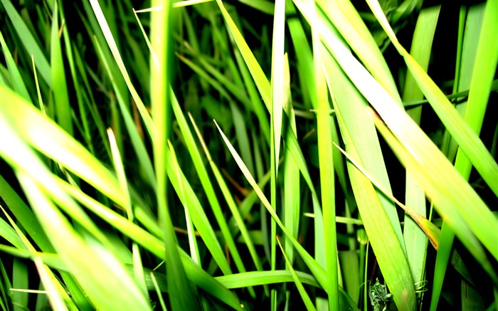 Трава крупным планом, свет, насекомое обои,s изображение
