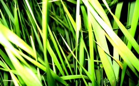Трава крупным планом, свет, насекомое HD обои