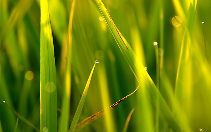 Трава, листья, точки, капли воды, солнечного света обои,s изображение