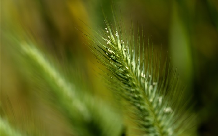 Трава хвост крупным планом обои,s изображение