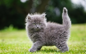 Серый пушистый котенок в траве HD обои