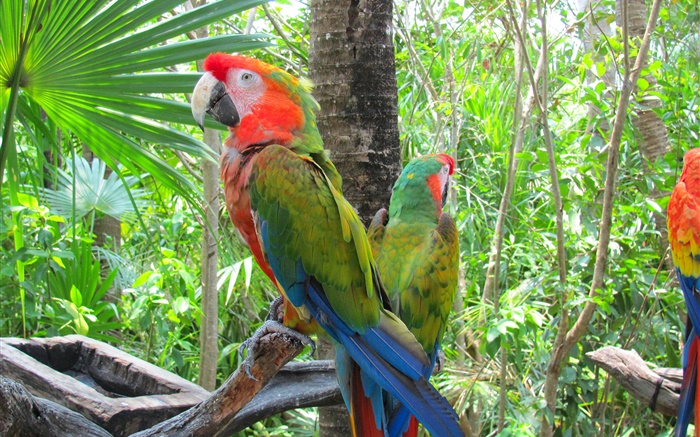 Зеленый попугай перо, деревья обои,s изображение
