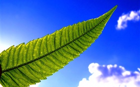 Зеленый лист, голубое небо HD обои