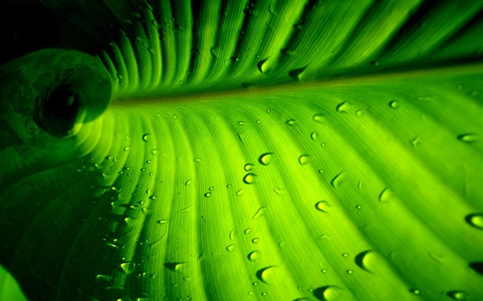 Зеленый лист крупным планом, полосы, капли воды обои,s изображение