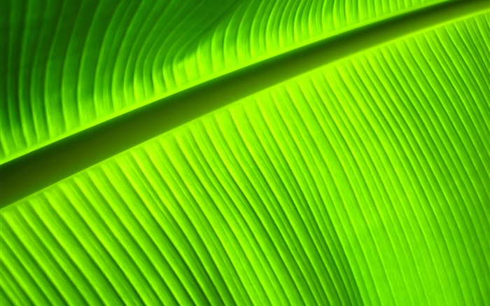 Зеленый лист крупным планом, полосы обои,s изображение
