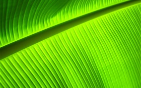 Зеленый лист крупным планом, полосы HD обои