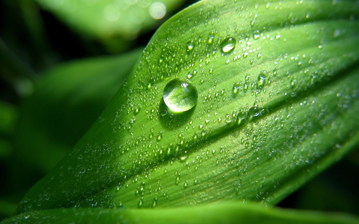 Зеленый лист крупным планом, капли воды, росы обои,s изображение