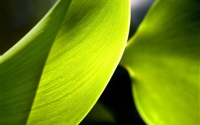 Зеленый лист макросъемки, свет HD обои