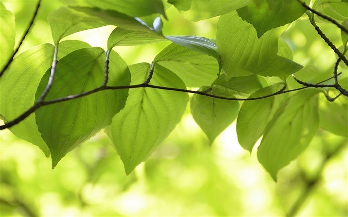 Зеленые листья, ветви, природа пейзаж, боке обои,s изображение