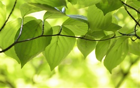 Зеленые листья, ветви, природа пейзаж, боке HD обои