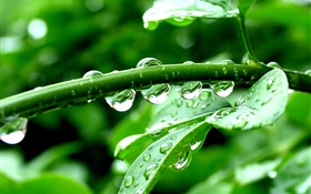 Зеленые растения, после дождя, капли воды HD обои