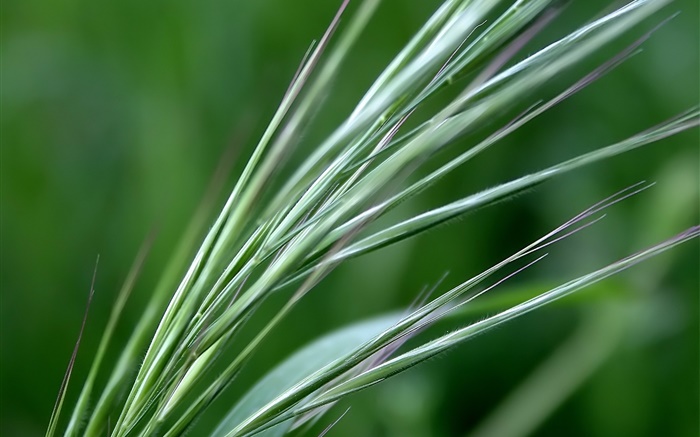 Зеленый пшеницы крупным планом обои,s изображение