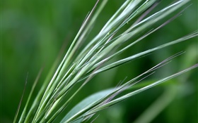 Зеленый пшеницы крупным планом HD обои
