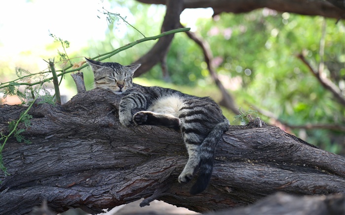 Серый котенок спит на дереве обои,s изображение