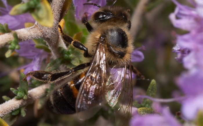 Насекомое, пчелы обои,s изображение