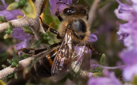 Насекомое, пчелы