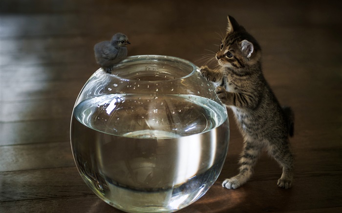 Котенок хотят прикоснуться к аквариумной воды обои,s изображение
