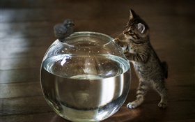 Котенок хотят прикоснуться к аквариумной воды