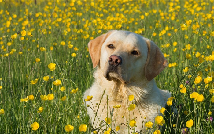 Лабрадор ретривер, собака в цветах обои,s изображение