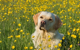 Лабрадор ретривер, собака в цветах