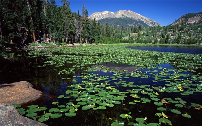 Озеро, горы, лес, водяная лилия обои,s изображение