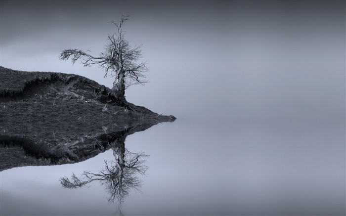 Озеро, дерево, вода отражение, монохромный, Шотландия обои,s изображение
