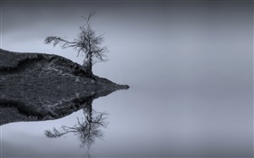 Озеро, дерево, вода отражение, монохромный, Шотландия HD обои