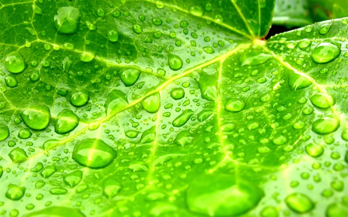 Лист крупным планом, зеленый, капли воды обои,s изображение